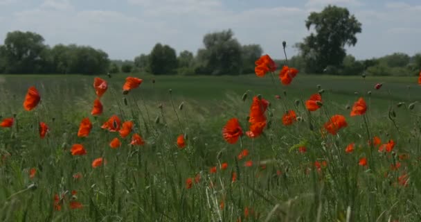 빨간 양 귀 비 필드, 등, 꽃, 녹색 잔디 — 비디오