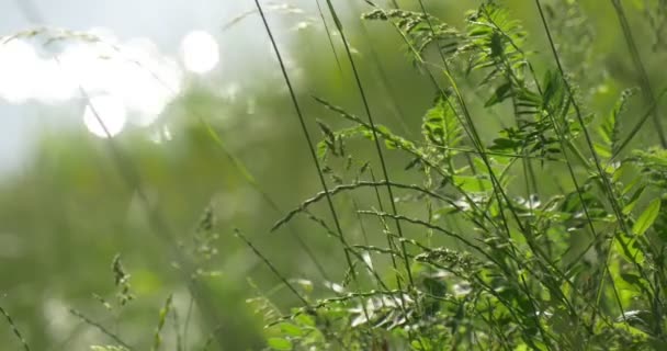 Flesh exuberante hierba verde en la orilla del río — Vídeo de stock