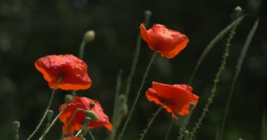 Kırmızı Haşhaş, Papaver, Çiçek Ve Offshots Closeup, Sallanan