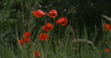 Kırmızı Haşhaş, Papaver, Çiçek Closeup, Alan