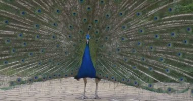 Ortak Peafowl, Kuşlar, Mavi Tavus kuşu Kuyruk, Gri Bir Çözülmüş