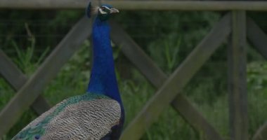 Ortak Peafowl, Kuş, Yürüyüş Mavi Tavus kuşu, Farklı Foreshortening