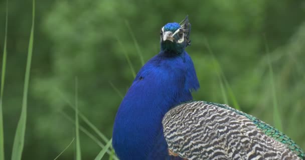 Peafowl comum, pássaro, cabeça de pavão azul e pescoço Closeup — Vídeo de Stock