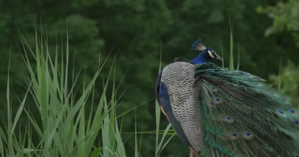 Ortak Peafowl, Kuş, Mavi Tavus kuşu Hide Kafasını Closeup, Kuyruk Tüyleri — Stok video