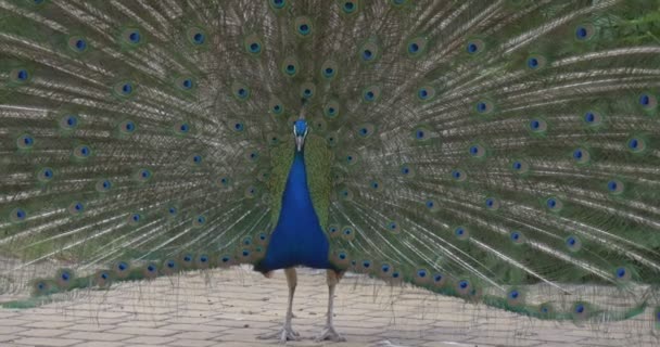 Peafowl comune, Uccelli, Pavone blu sciolto la coda, uno grigio — Video Stock