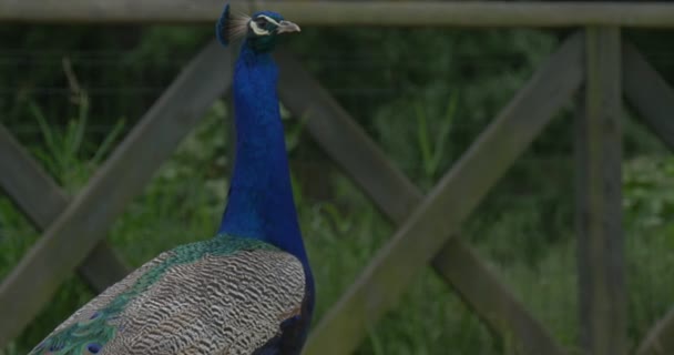 Peafowl comune, uccello, camminare pavone blu, diverso Foreshortening — Video Stock