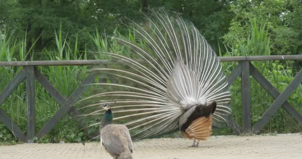 Peafowl común, pájaro, pavo real azul está dansing, disuelto la cola — Vídeo de stock