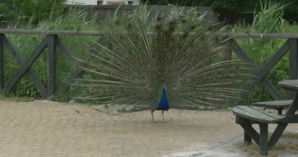 Peafowl común, pájaro, pavo real azul disuelve la cola, ventoso, primer plano — Vídeo de stock