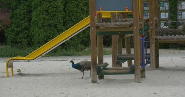 Gemeenschappelijke Pauw, blauwe pauw, vogels op kinderen speelplaats — Stockvideo