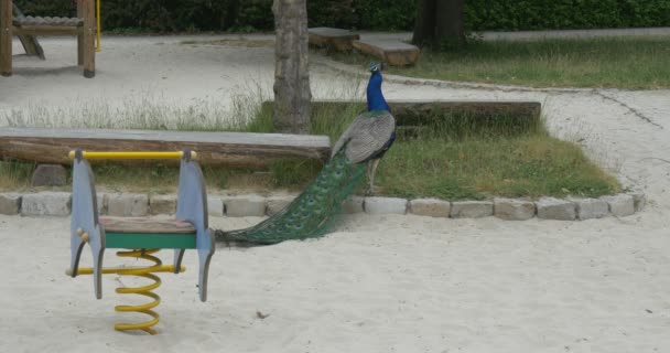 Gemeenschappelijke Peafuil, vogel, blauwe pauw close-up op speelplaats voor kinderen — Stockvideo