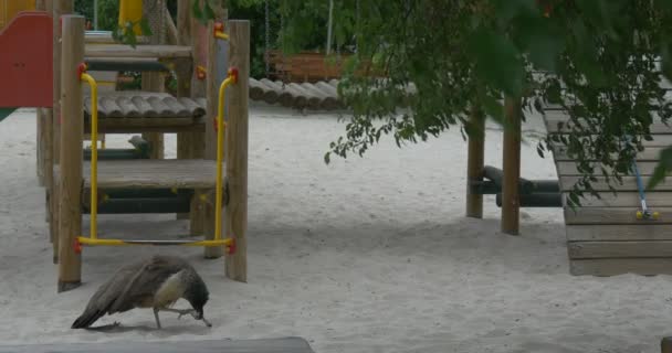 Peafowl femminile al parco giochi per bambini — Video Stock