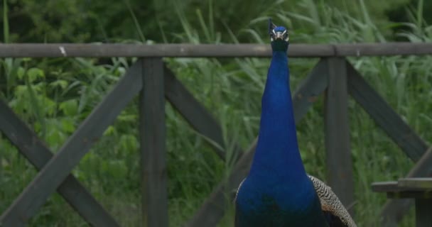 Vanlig peafowl, fåglar, klarblå påfågel, lång svans — Stockvideo