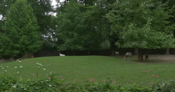 Ischimitar-gehörnte Oryxe und zwei Tintenfische grasen unter Baum — Stockvideo