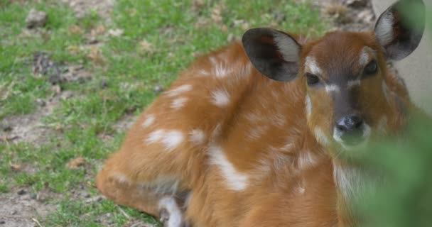 Cerf femelle couché, bougeant ses oreilles, gros plan — Video