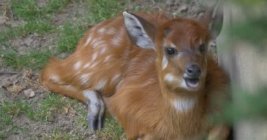 Kadın Geyik Yatarken, Çiğnemek, Kafa Çevirme,Yakın Çekim