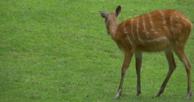 Doe, Kadın Geyik Otlatma, Closeup, Kameraya Bakıyor