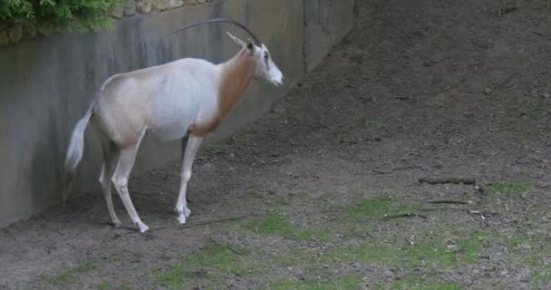 L'oryx à cornes de scimitar est debout, mâchant, déplaçant la queue — Video