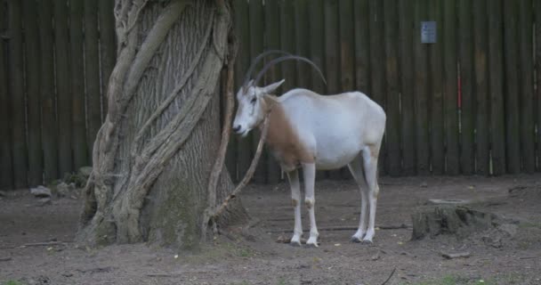 Scimitar-gehoornde Oryx onder de boom is kauwen, vrouwelijke herten, doe — Stockvideo