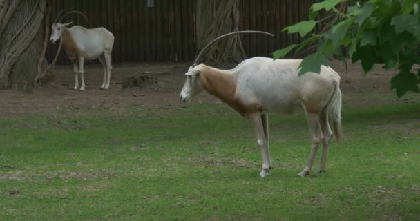 Deux oryx à cornes de Scimitar broutent, debout sur la prairie 