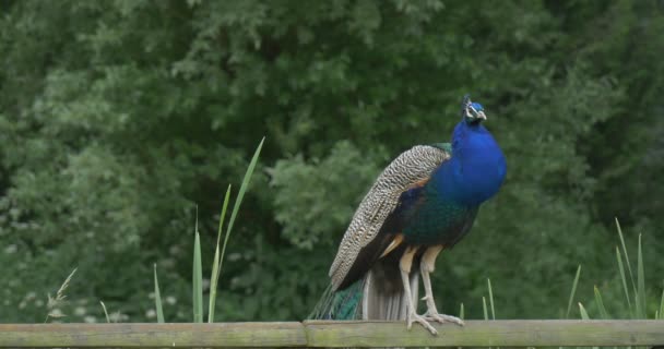 Peafowl comune, uccello, pavone blu su recinzione di legno, primo piano — Video Stock