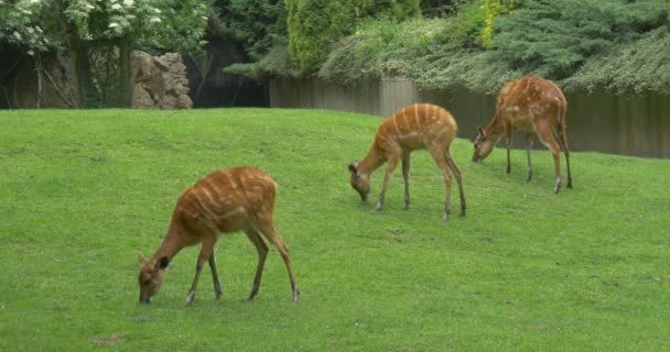 Doe, trois cerfs femelles broutent — Video