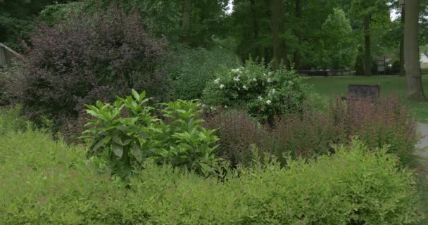 Los arbustos de colores cerca de la carretera pavimentada, Viento, Parque — Vídeo de stock
