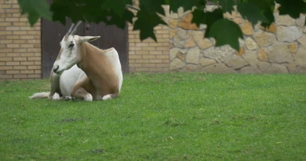 Jeden Scimitar-chorý Oryx leží na louce, budova — Stock video