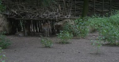 Şube kulübesi, Geyikbebekler, Dalların Çit, Wattle, Park