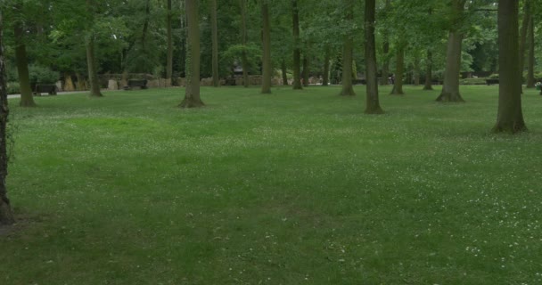 Οι άνθρωποι περπατούν δίπλα στο πράσινο πάρκο, ψηλά δέντρα, πράσινο λιβάδι — Αρχείο Βίντεο