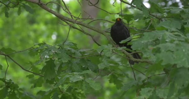 Ağaçta Sarı Gagalı Siyah Kuş, Parkta Uçar — Stok video