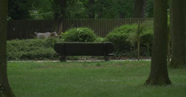 İki keçi, Benche yolu, Green Park, çalılar tarafından
