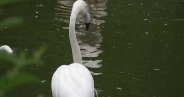 Flamingolar sürü gölet, gagaları portre üzerinde yiyor