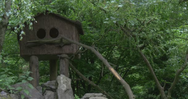 Αιγίθαλος, Tit, Tomtit, ξύλινο κουτί φωλιάσματος, Birdhouse, ζώο σπίτι με δύο τρύπες στο πάρκο — Αρχείο Βίντεο