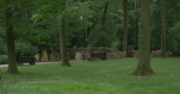 緑豊かな公園、木、木、石の柵につるの 2 つのベンチ — ストック動画
