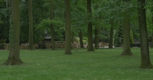 Hombre caminando por el parque verde, árboles altos, enredadera en el árbol, hierba verde, vallas pedregosas, arbustos , — Vídeos de Stock