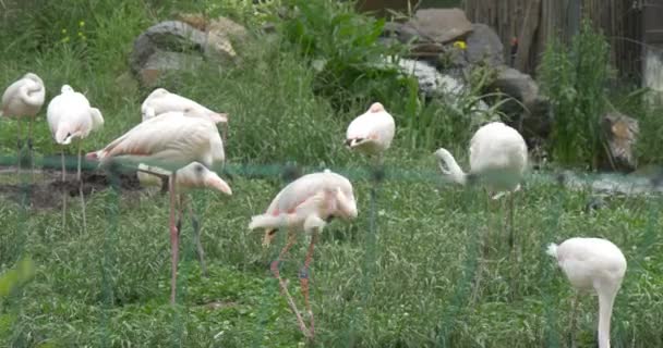 Flamencos blancos en el prado, cascada — Vídeos de Stock