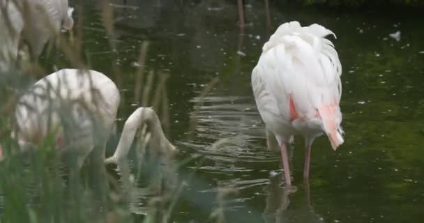 Vita Flamingos, rosa vingar, på dammen närbild, suddiga förgrunden, rippel — Stockvideo