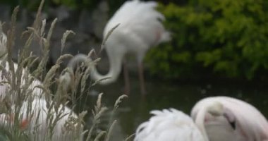 Flamingolar beyaz, kanatlar, bulanık su birikintisi portre üzerinde pembe