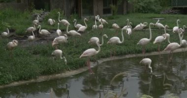 Tarafından yürüyüş flamingolar sürü gölet ve çayır