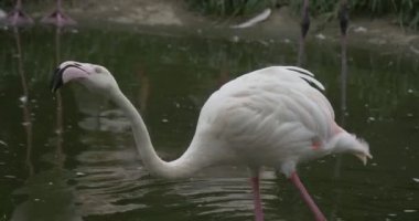 İki beyaz flamingolar, kanatlar, Closeup balıklar yakalamak gölet üzerinde pembe
