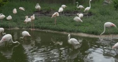 Flamingolar, gölet ve çayır yiyor, çırpma kanatları, şelale üzerinde pembe kanatları beyaz