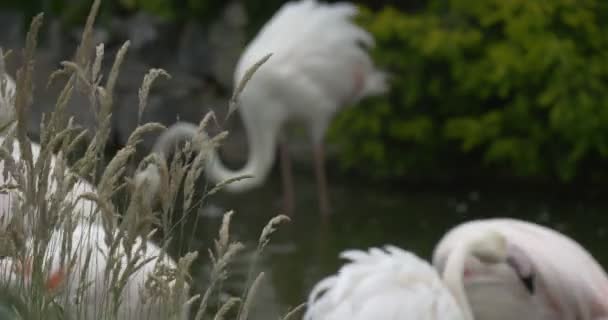 Flamingos brancos, asas cor-de-rosa, no close da lagoa, borrado — Vídeo de Stock