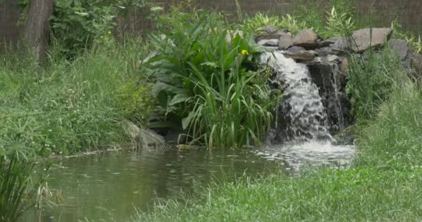 Waterfall and River in The Park, Flamingo`s Pond — Stock Video