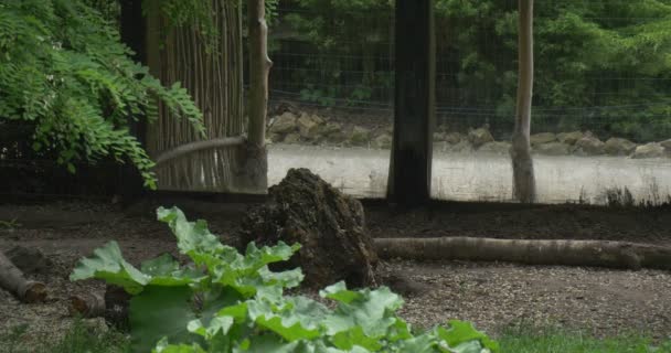 Les loups courent près du grand parc Paddock dans le zoo 