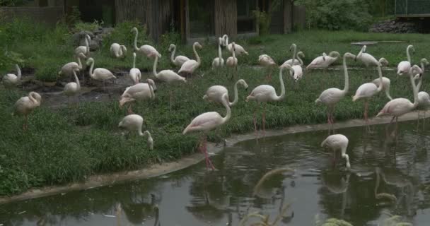 Flamingos Flock går förbi den damm och äng — Stockvideo