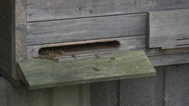 Bienenstock aus Holz, Schlitz, Bienen — Stockvideo