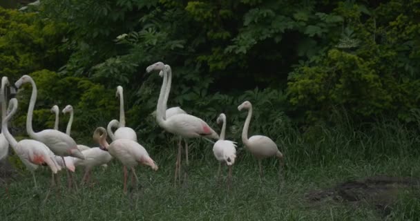Flamants roses pâles marchent sur la prairie 