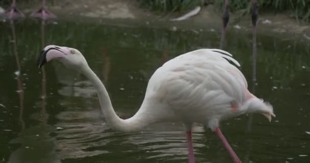 2 つの白いフラミンゴ ピンクの翼、魚をキャッチ、池へのクローズ アップ — ストック動画