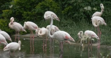 Flamingolar grup başkanları, Balık gölet üzerinde yakalamak titriyor