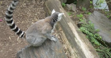Lemur, çizgili kuyruk, üst aşağı arıyor